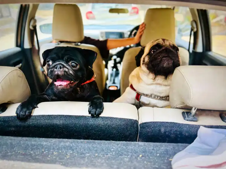 Pet Car Seats in UAE to 2025