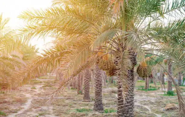 Used Lincoln MKZ Buying Guide in UAE