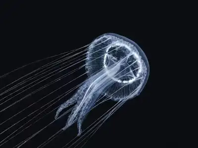 HiCar دبي: التنقل في دبي تطور مشهد السيارات