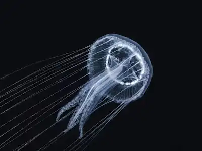 Used BAIC X7 Buying Guide in KSA